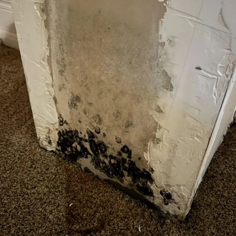 Professional Mold Removal in Richland Parish, LA